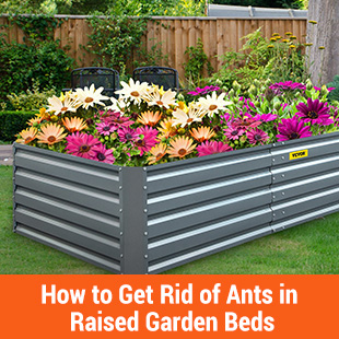 How to Get Rid of Ants in Raised Garden Beds