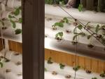 Grow fresh vegetables in your house! 5
