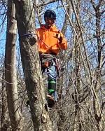 VEVOR Tree Climbing Spike Set Pole Climbing Spurs Steel Adjustable Climber  Gaffs