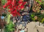 Pond Liner  5