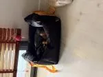Súper contenta y Yako más aún!! 5