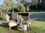 Sheep hobbyist 5
