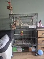 Topkooi voor mijn jonge halsbandparkiet! 5