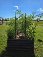 Enhanced my gardening! 5