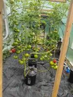 I love this greenhouse! 5