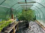 I love this greenhouse! 5