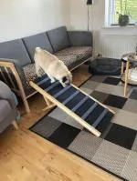 Glad hund med sin hunderampe 5