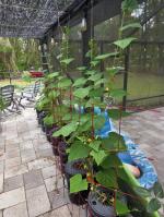 Long lasting, easy to use and plants love them! 5