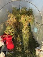 Hydroponics are great.  5